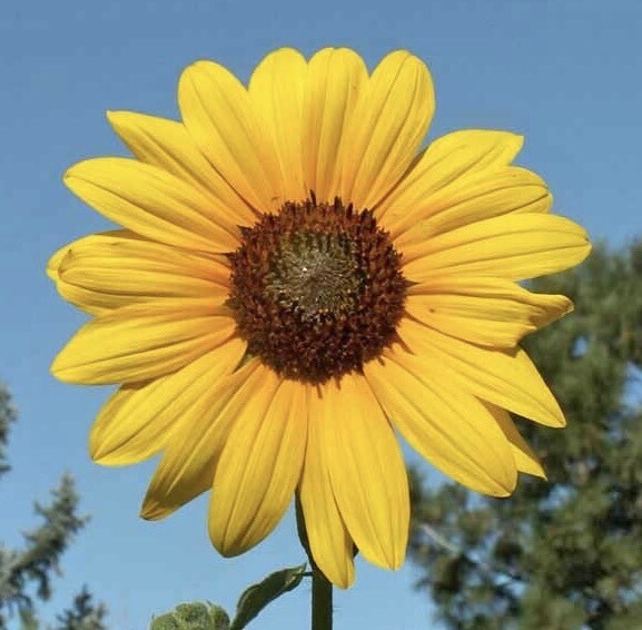 🌻Allie🌻